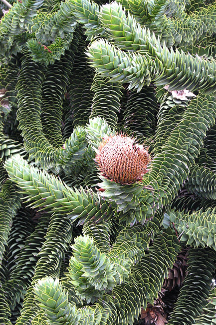 Monkey Puzzle Tree