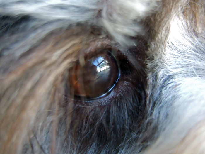 My Doggie's Eye
