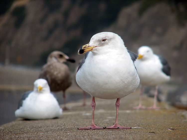 "A Flock Of Seagulls" Reunion Tour, Ocean Beach, San Francisco, CA