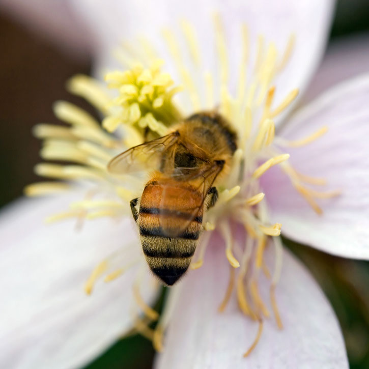 Hip To Bee Squared