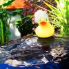 Hairy Ducky with 'Up Do'