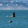 Brown Pelicans Over San Francisco Bay