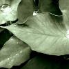 Colocasia Esculenta - 
