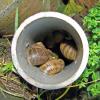 Snails In The Drain