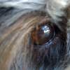 My Doggie's Eye