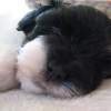 Newborn Pup