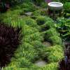 Mondo Grass Pathway