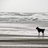 A Dog Named Lucy