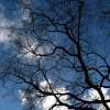 Branches, Clouds & Sky