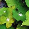 Taro Leaves With Water Drops