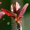 Cotinus Coggygria 