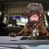 "I Got The Doggie Day Care Blues"