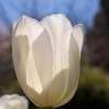 Tissue Paper Tulip