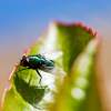 A Fly And His Shadow