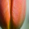 Tulip Bud Macro
