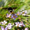 Bee Is For Bacopa