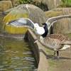 Goose vs. Gull