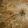 Dandelion "Clock"