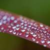 Morning Dew On A Blade Of Japanes Blood Grass