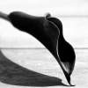 Black Calla--En Pointe