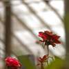 Abandoned Glasshouse II