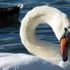 Swan Striking A Pose
