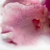 Chilly Orchid