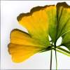 Gingko Leaves: The Turning