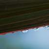 Raindrops On Phormium Leaf
